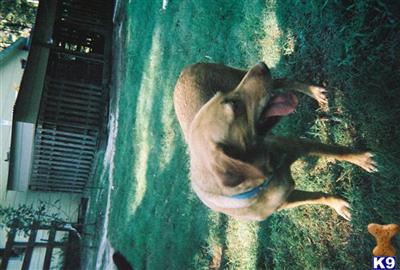 Puppies for Adoption